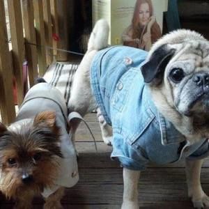 Meet your Posher, Ogi